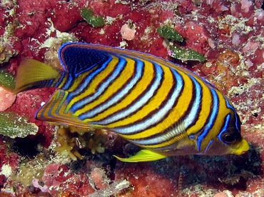 Regal Angelfish - Pygoplites diacanthus - Palau