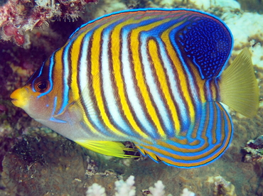 Regal Angelfish - Pygoplites diacanthus - Fiji