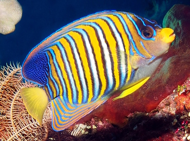 Regal Angelfish - Pygoplites diacanthus - Bali, Indonesia