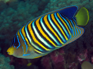 Regal Angelfish - Pygoplites diacanthus - Wakatobi, Indonesia