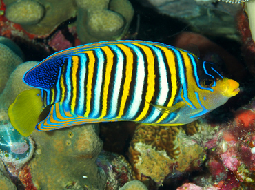 Regal Angelfish - Pygoplites diacanthus - Wakatobi, Indonesia