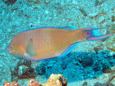 Regal Parrotfish - Scarus dubius - Lanai, Hawaii