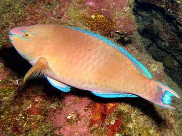 Regal Parrotfish - Scarus dubius - Lanai, Hawaii