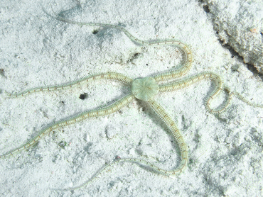 Reticulated Brittle Star - Ophiothrix reticulata - Bonaire