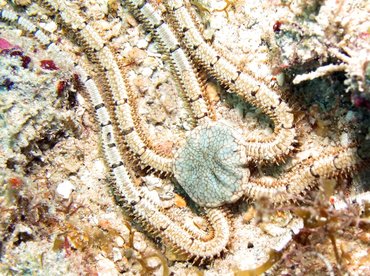 Reticulated Brittle Star - Ophionereis reticulata - Aruba