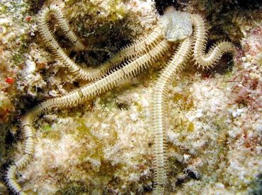 Reticulated Brittle Star - Ophionereis reticulata - Bonaire