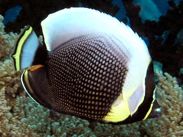 Reticulated Butterflyfish - Chaetodon reticulatus - Palau