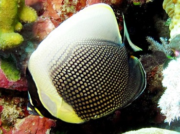 Reticulated Butterflyfish - Chaetodon reticulatus - Palau