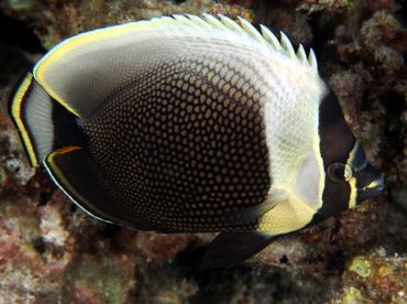 Reticulated Butterflyfish - Chaetodon reticulatus - Big Island, Hawaii