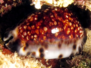 Reticulated Cowry - Cypraea maculifera - Maui, Hawaii