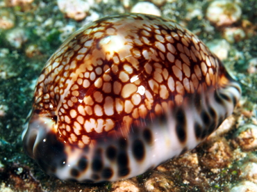 Reticulated Cowry - Cypraea maculifera - Big Island, Hawaii