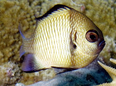 Reticulated Dascyllus - Dascyllus reticulatus - Palau