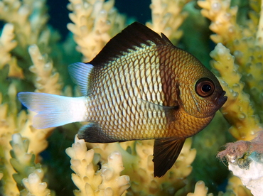 Reticulated Dascyllus - Dascyllus reticulatus - Fiji