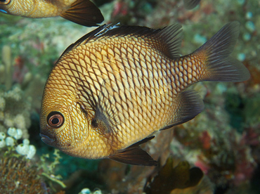 Reticulated Dascyllus - Dascyllus reticulatus - Wakatobi, Indonesia