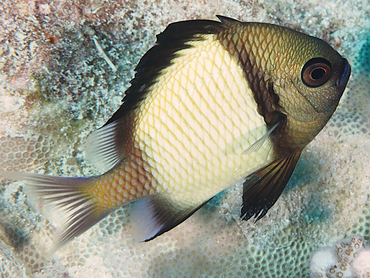 Reticulated Dascyllus - Dascyllus reticulatus - Great Barrier Reef, Australia