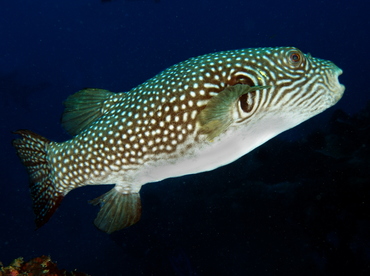 Reticulated puffer - Arothron reticularis - Palau