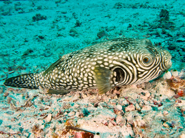 Reticulated puffer - Arothron reticularis - Wakatobi, Indonesia