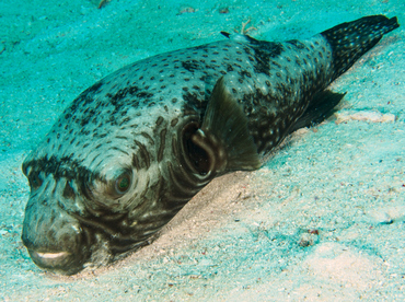 Reticulated puffer - Arothron reticularis - Wakatobi, Indonesia