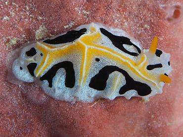 Mushroom Coral Reticulidia - Reticulidia fungia - Komodo, Indonesia