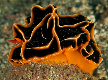 Halgerda Reticulidia - Reticulidia halgerda - Anilao, Philippines