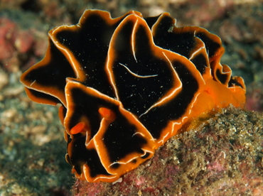 Halgerda Reticulidia - Reticulidia halgerda - Anilao, Philippines