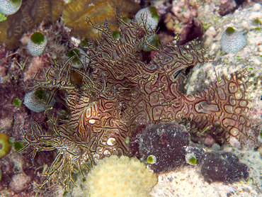 Lacy Scorpionfish - Rhinopias aphanes - Great Barrier Reef, Australia