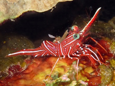 Dancing Shrimp - Rhynchocinetes durbanensis - Dumaguete, Philippines