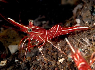 Dancing Shrimp - Rhynchocinetes durbanensis - Bali, Indonesia