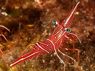 Dancing Shrimp - Rhynchocinetes durbanensis - Bali, Indonesia