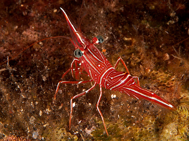 Dancing Shrimp - Rhynchocinetes durbanensis - Bali, Indonesia