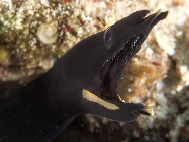 Ribbon Moray Eel - Rhinomuraena quaesita - Komodo, Indonesia
