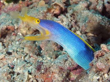 Ribbon Moray Eel - Rhinomuraena quaesita - Komodo, Indonesia