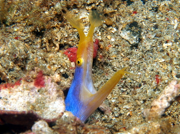 Ribbon Moray Eel - Rhinomuraena quaesita - Lembeh Strait, Indonesia