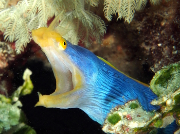 Ribbon Moray Eel - Rhinomuraena quaesita - Fiji