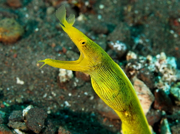 Ribbon Moray Eel - Rhinomuraena quaesita - Bali, Indonesia