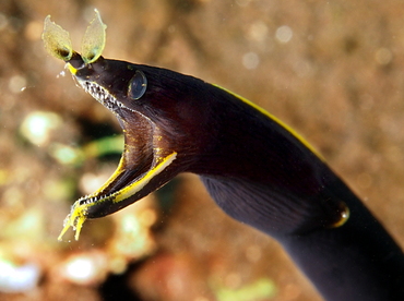 Ribbon Moray Eel - Rhinomuraena quaesita - Bali, Indonesia