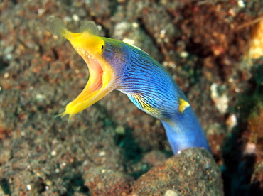 Ribbon Moray Eel - Rhinomuraena quaesita - Bali, Indonesia