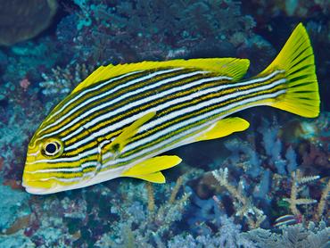 Ribbon Sweetlips - Plectorhinchus polytaenia - Komodo, Indonesia