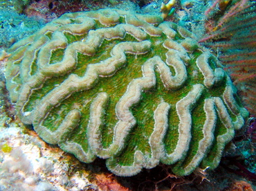 Ridged Cactus Coral - Mycetophyllia lamarckiana - Turks and Caicos