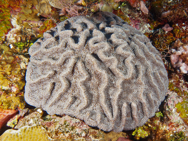 Ridged Cactus Coral - Mycetophyllia lamarckiana - Cozumel, Mexico