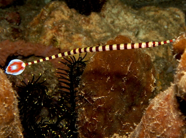 Ringed Pipefish - Doryrhamphus dactyliophorus - Lembeh Strait, Indonesia