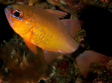Ring-Tailed Cardinalfish - Ostorhinchus aureus - Anilao, Philippines