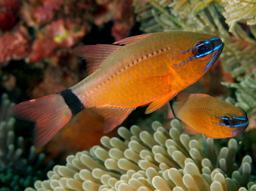 Ring-Tailed Cardinalfish - Ostorhinchus aureus - Bali, Indonesia