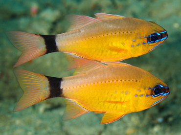 Ring-Tailed Cardinalfish - Ostorhinchus aureus - Anilao, Philippines
