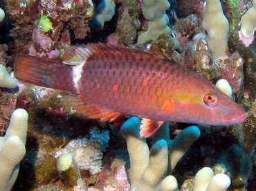 Ringtail Wrasse - Oxycheilinus unifasciatus - Lanai, Hawaii