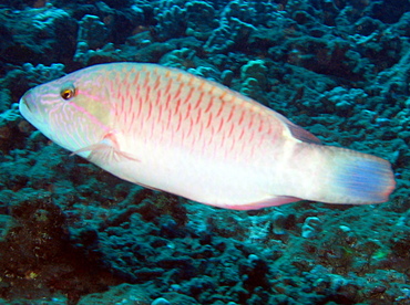 Ringtail Wrasse - Oxycheilinus unifasciatus - Lanai, Hawaii