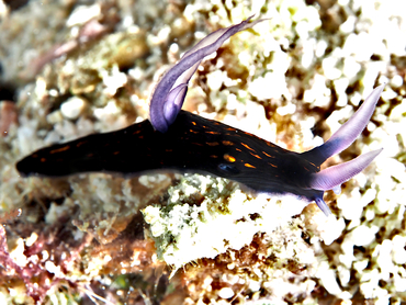 Slender Roboastra - Roboastra gracilis - Great Barrier Reef, Australia