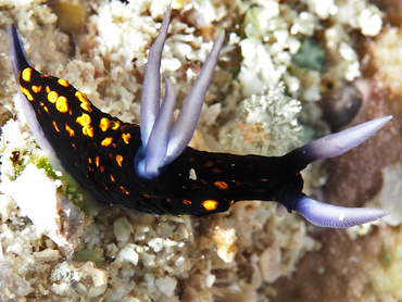 Slender Roboastra - Roboastra gracilis - Great Barrier Reef, Australia