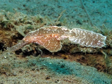 Robust Ghost Pipefish - Solenostomus cyanopterus - Dumaguete, Philippines