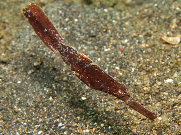 Robust Ghost Pipefish - Solenostomus cyanopterus - Lembeh Strait, Indonesia